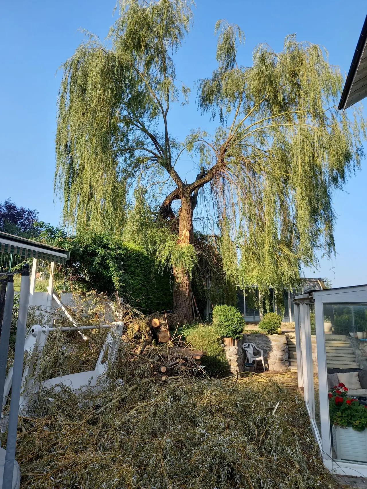 Abattage d’un saule : bois tronçonné et branches au sol.