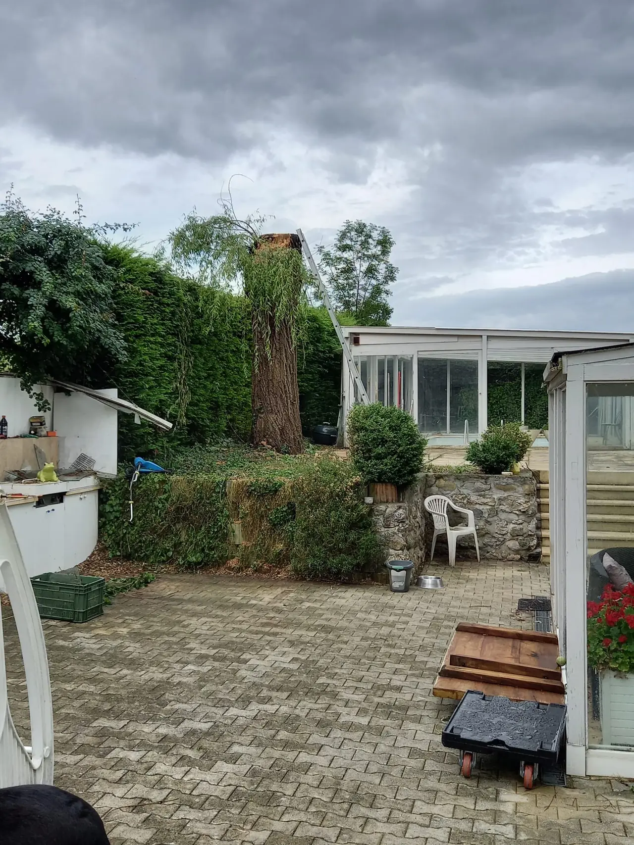 Arbre démonté par sections, tronc laissé sur pied.