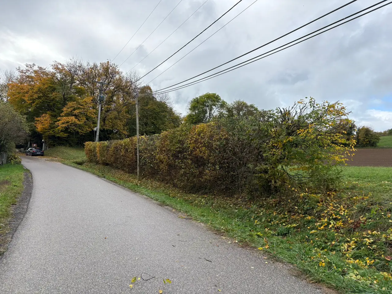 Haie de bord de route au sommet rabattu, dégagée de la ligne électrique, le long de la voie.