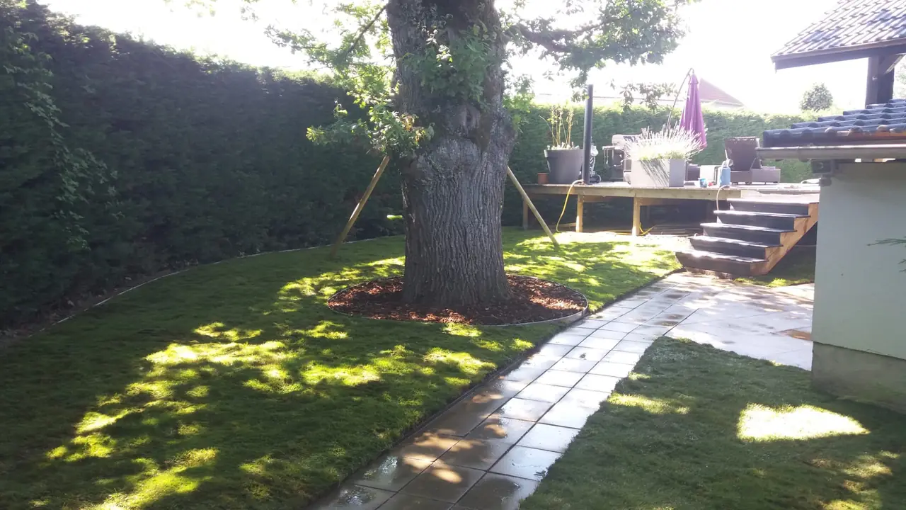 Pelouse neuve et pied d’arbre paillé, en fin de chantier.
