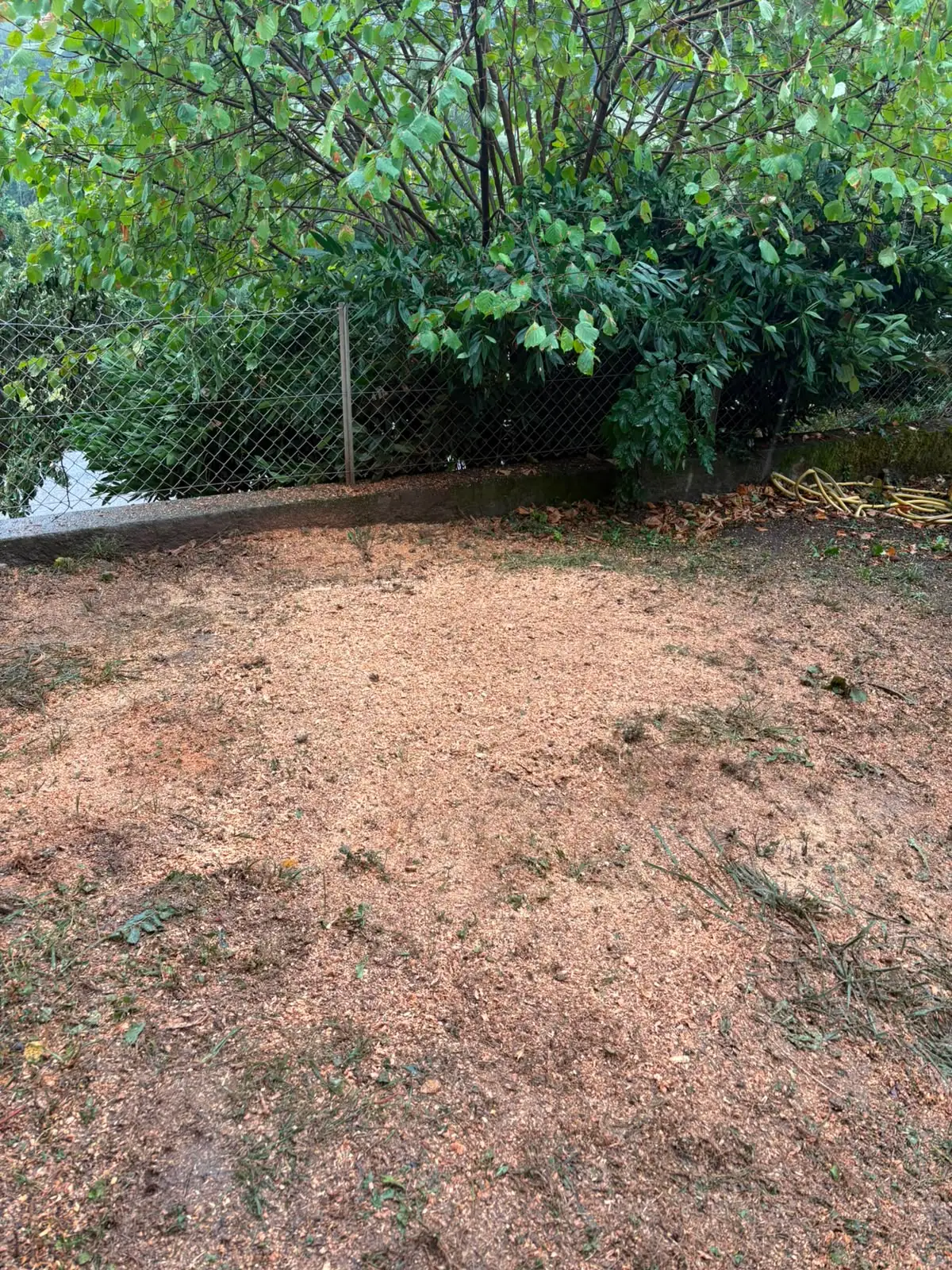 Emplacement d'une souche rognée : un tapis de copeaux de bois au ras du sol, la pelouse et la clôture intactes autour