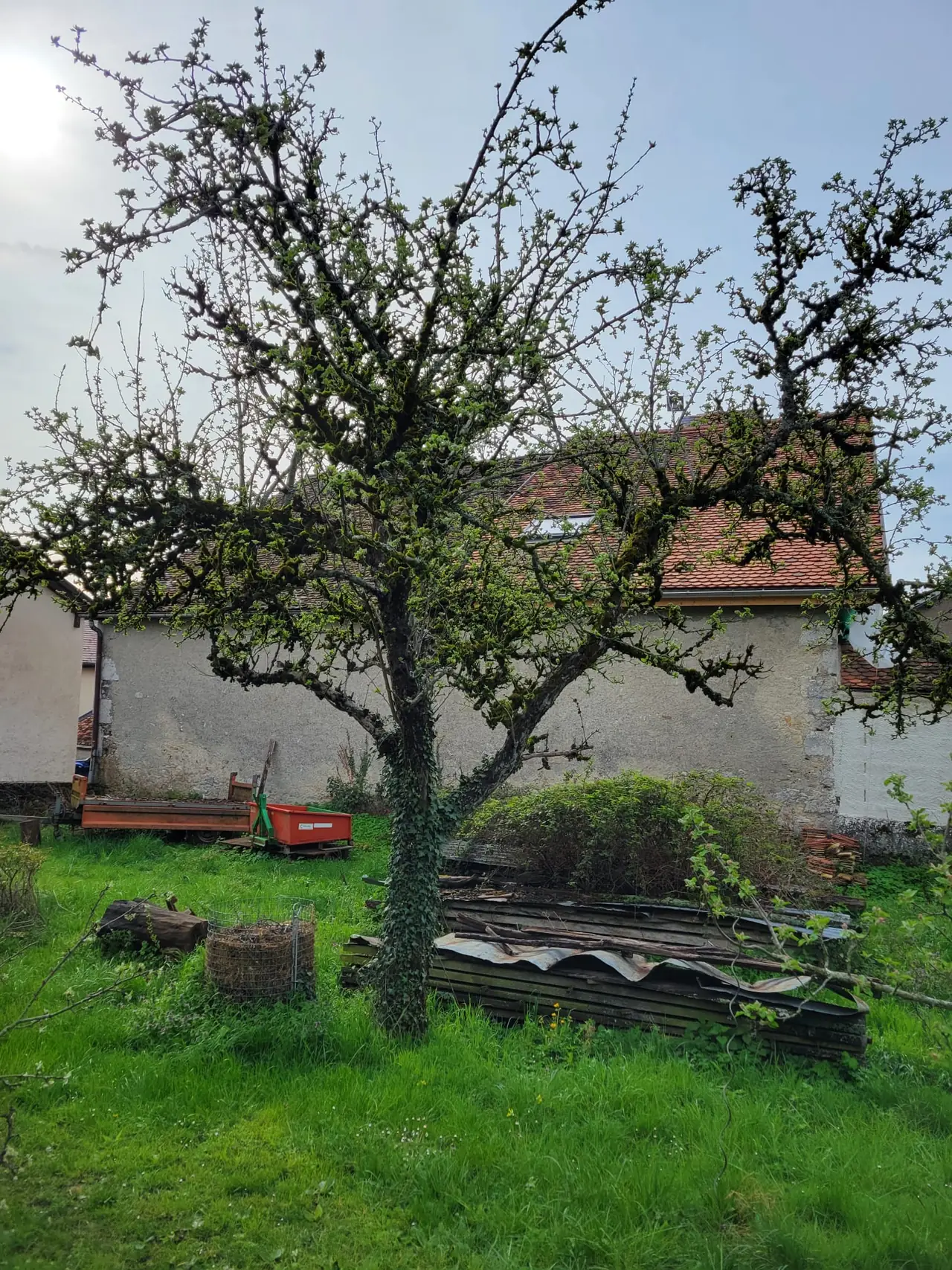 Vieux fruitier avant la taille : couronne dense, bois moussu.