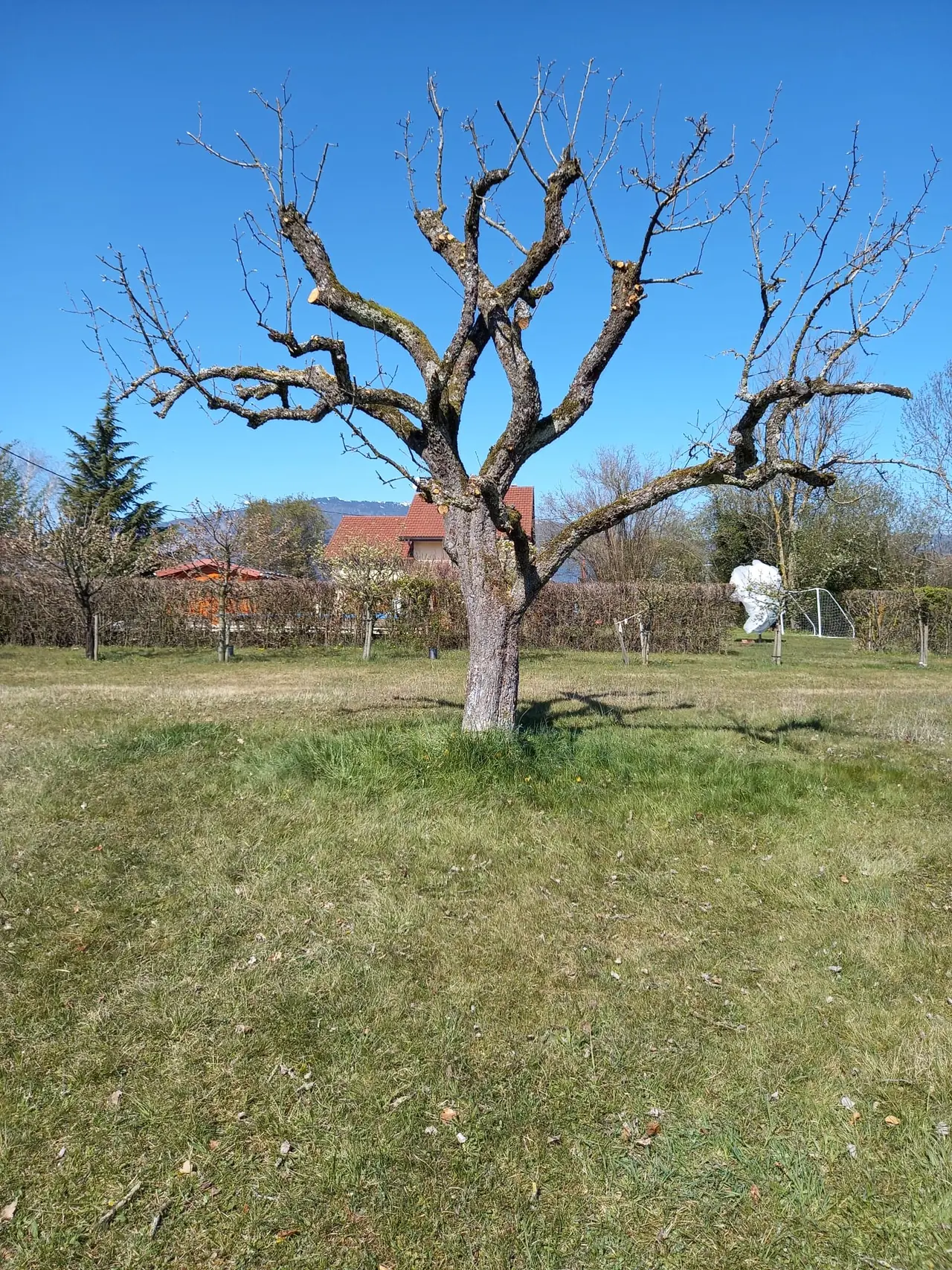 Arbre de verger taillé, coupes fraîches.
